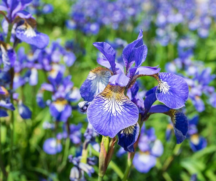 زنبق سیبری